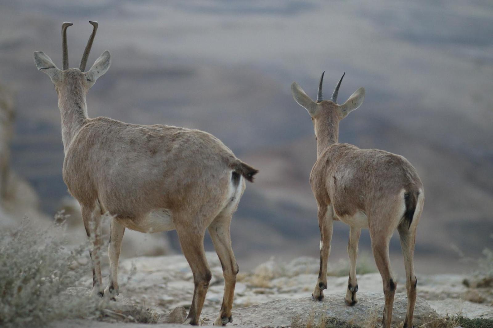 Ibex Unique Desert Inn Mitzpe Ramon Eksteriør billede