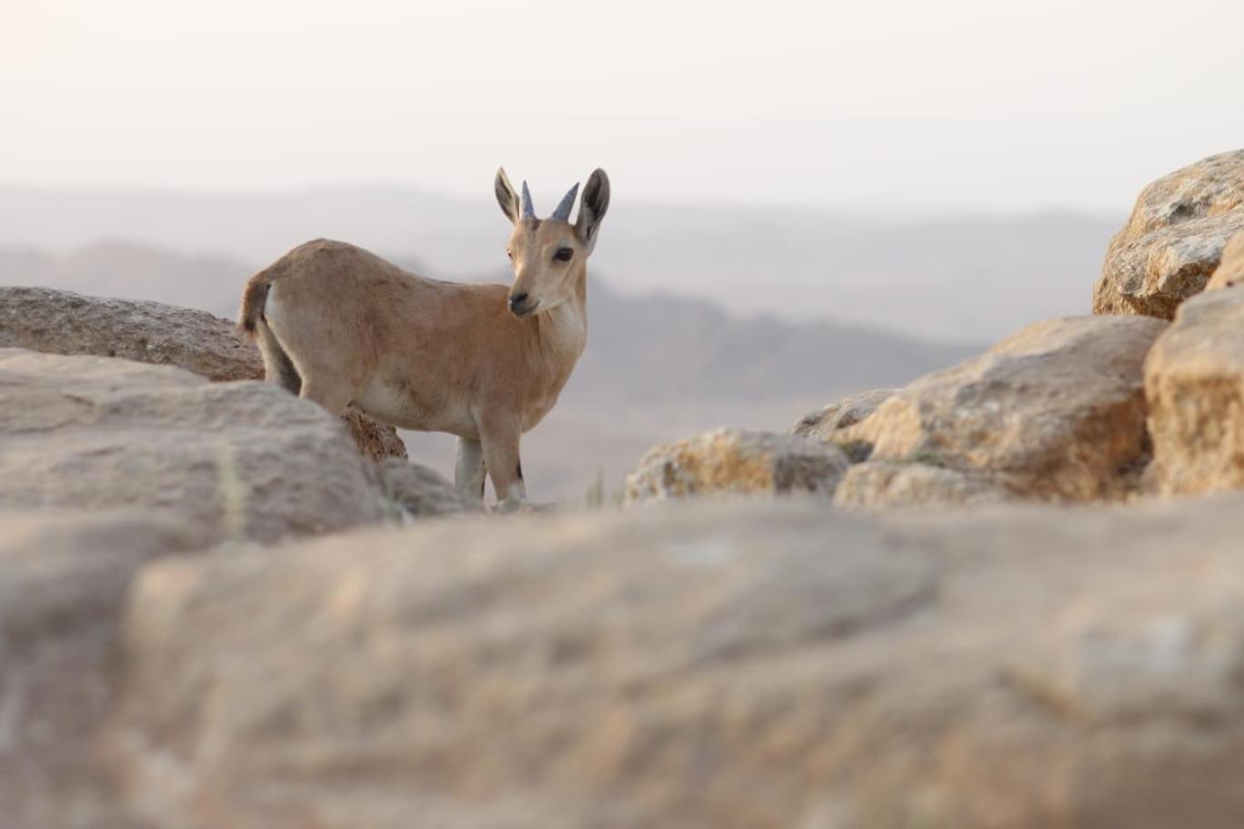 Ibex Unique Desert Inn Mitzpe Ramon Eksteriør billede